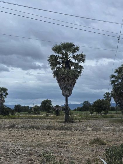 ใช่ ที่ดินเปล่า อ.เลาขวัญ จ.กาญจนบุรี รูปที่ 4