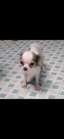 ขายชิวาว่าเมีย1 ผู้1 รูปที่ 2