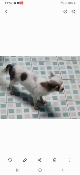 ขายชิวาว่าเมีย1 ผู้1 รูปที่ 3