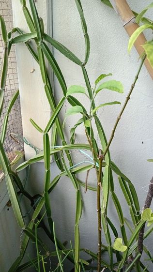 ต้นเพชรสังฆาต รูปที่ 2