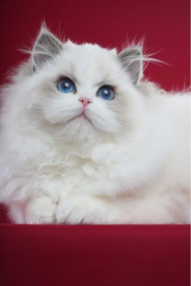 Ragdoll cat รูปที่ 7