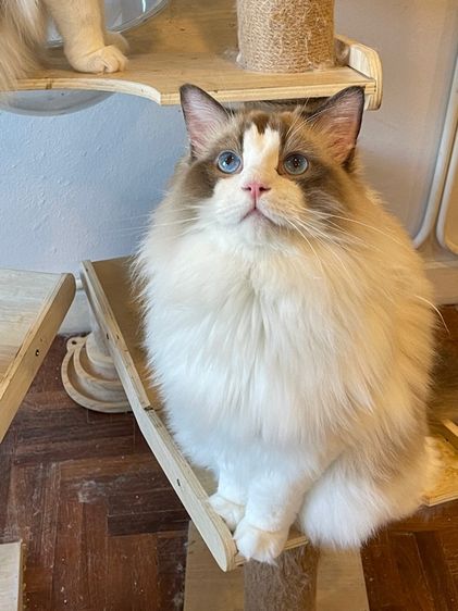 แร็กดอลล์ (Ragdoll) Ragdoll cat