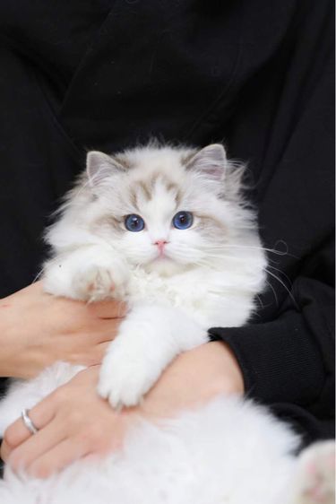 Ragdoll cat รูปที่ 4