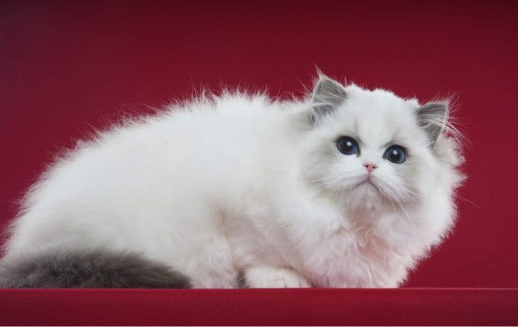 Ragdoll cat รูปที่ 5