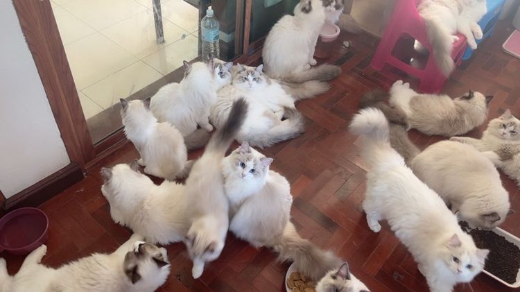 Ragdoll cat รูปที่ 2