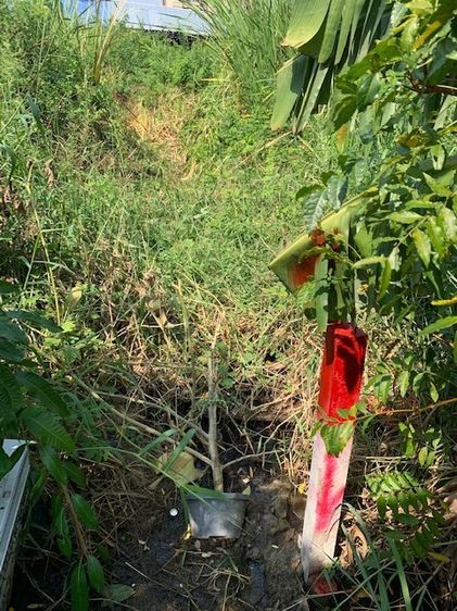 ขายด่วน ราคาประเมิน ที่ดิน 83 ตรว. ถ.เทพารักษ์ ใกล้สุวรรภูมิ  รูปที่ 2