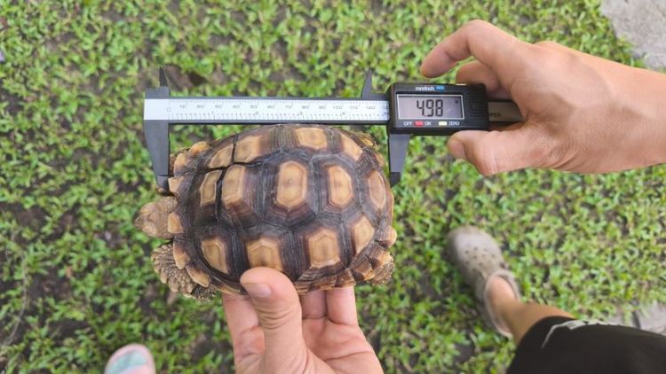 🐢 ลูกเต่าบกซูคาต้า (Sulcata Tortoise)
แข็งแรง กินเก่ง ขับถ่ายดี ฟักจากไข่เอง เลี้ยงแดดธรรมชาติ 💚
กระดองสวย ไม่ป่วย ไม่โทรม รูปที่ 10