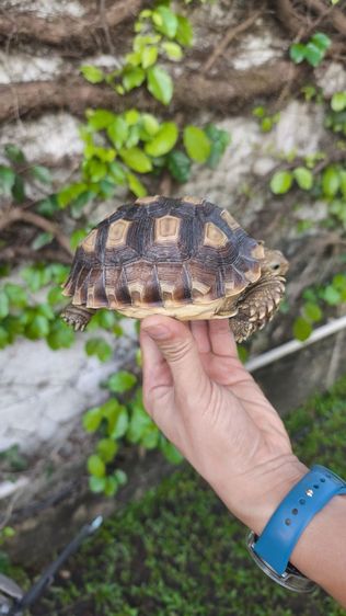 🐢 ลูกเต่าบกซูคาต้า (Sulcata Tortoise)
แข็งแรง กินเก่ง ขับถ่ายดี ฟักจากไข่เอง เลี้ยงแดดธรรมชาติ 💚
กระดองสวย ไม่ป่วย ไม่โทรม รูปที่ 4
