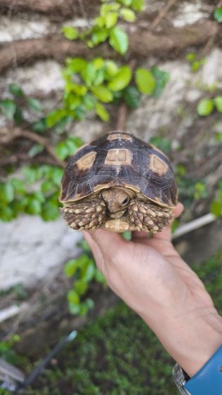 🐢 ลูกเต่าบกซูคาต้า (Sulcata Tortoise)
แข็งแรง กินเก่ง ขับถ่ายดี ฟักจากไข่เอง เลี้ยงแดดธรรมชาติ 💚
กระดองสวย ไม่ป่วย ไม่โทรม รูปที่ 7