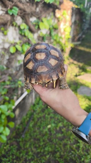 🐢 ลูกเต่าบกซูคาต้า (Sulcata Tortoise)
แข็งแรง กินเก่ง ขับถ่ายดี ฟักจากไข่เอง เลี้ยงแดดธรรมชาติ 💚
กระดองสวย ไม่ป่วย ไม่โทรม รูปที่ 13
