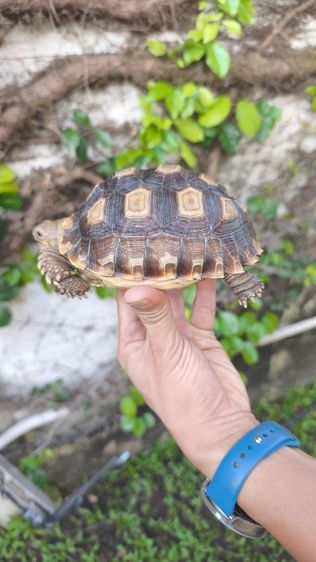 🐢 ลูกเต่าบกซูคาต้า (Sulcata Tortoise)
แข็งแรง กินเก่ง ขับถ่ายดี ฟักจากไข่เอง เลี้ยงแดดธรรมชาติ 💚
กระดองสวย ไม่ป่วย ไม่โทรม รูปที่ 5