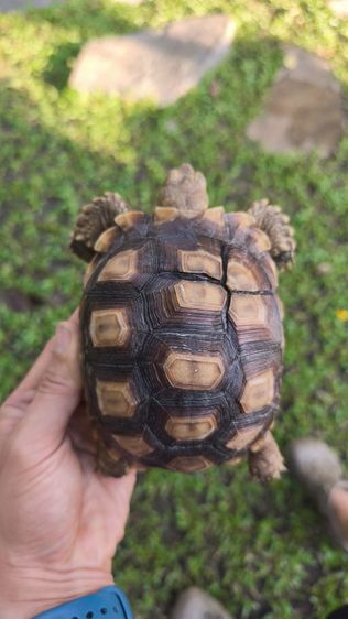 🐢 ลูกเต่าบกซูคาต้า (Sulcata Tortoise)
แข็งแรง กินเก่ง ขับถ่ายดี ฟักจากไข่เอง เลี้ยงแดดธรรมชาติ 💚
กระดองสวย ไม่ป่วย ไม่โทรม รูปที่ 12