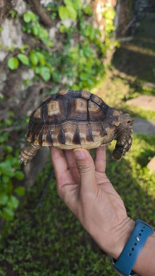 🐢 ลูกเต่าบกซูคาต้า (Sulcata Tortoise)
แข็งแรง กินเก่ง ขับถ่ายดี ฟักจากไข่เอง เลี้ยงแดดธรรมชาติ 💚
กระดองสวย ไม่ป่วย ไม่โทรม รูปที่ 9