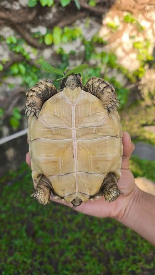 🐢 ลูกเต่าบกซูคาต้า (Sulcata Tortoise)
แข็งแรง กินเก่ง ขับถ่ายดี ฟักจากไข่เอง เลี้ยงแดดธรรมชาติ 💚
กระดองสวย ไม่ป่วย ไม่โทรม รูปที่ 14