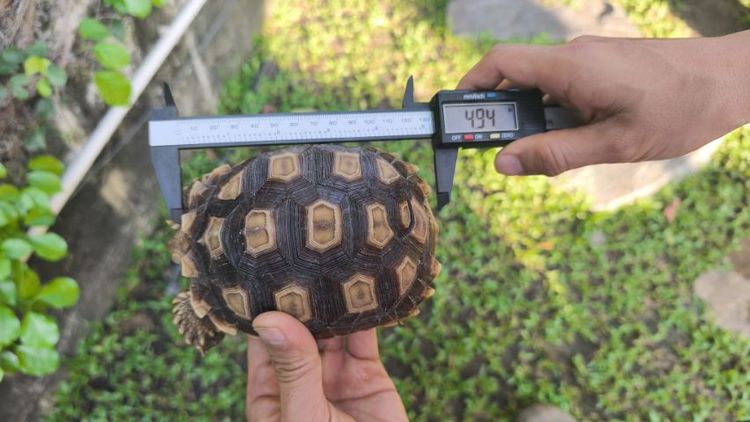 🐢 ลูกเต่าบกซูคาต้า (Sulcata Tortoise)
แข็งแรง กินเก่ง ขับถ่ายดี ฟักจากไข่เอง เลี้ยงแดดธรรมชาติ 💚
กระดองสวย ไม่ป่วย ไม่โทรม