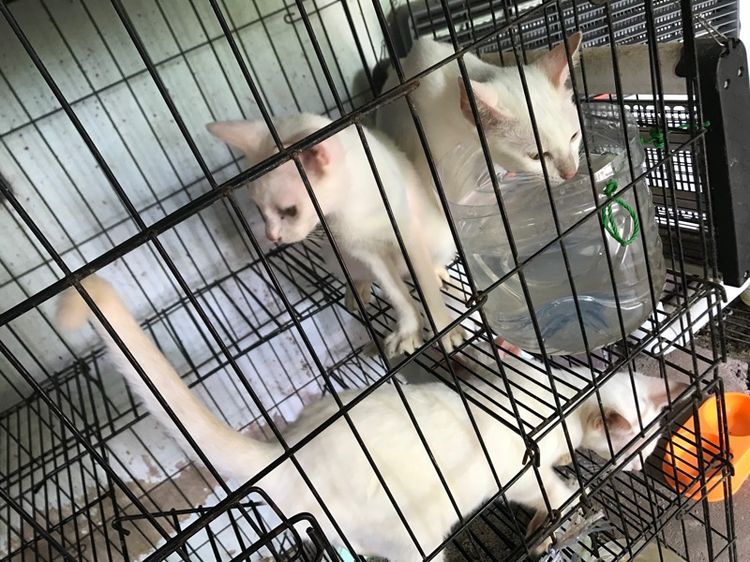 ขาวมณี รูปที่ 4