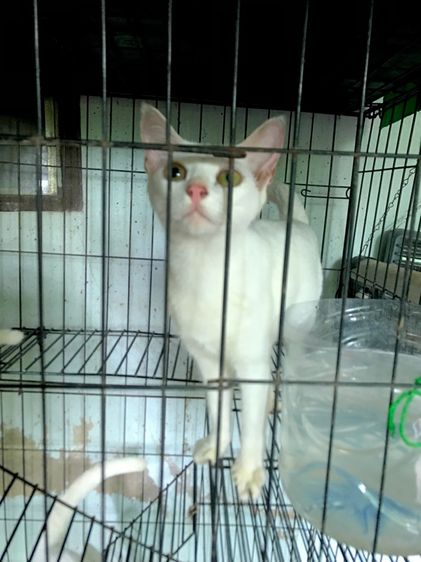 ขาวมณี