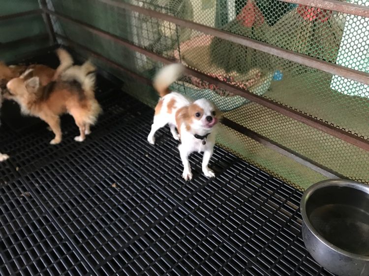 ชิวาวา (Chihuahua) กลาง ชิวาวาขนยาว
