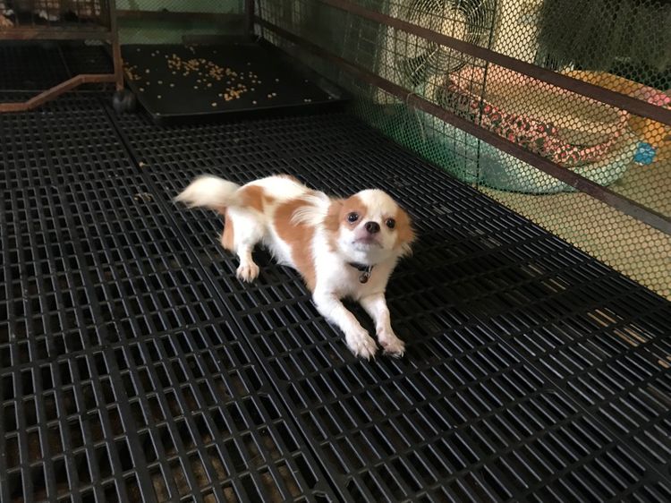 ชิวาวาขนยาว รูปที่ 8