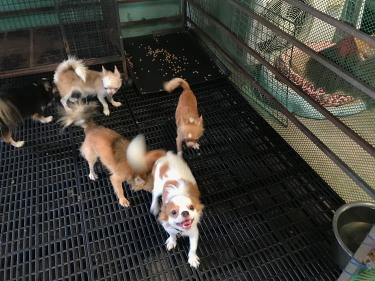 ชิวาวาขนยาว รูปที่ 10