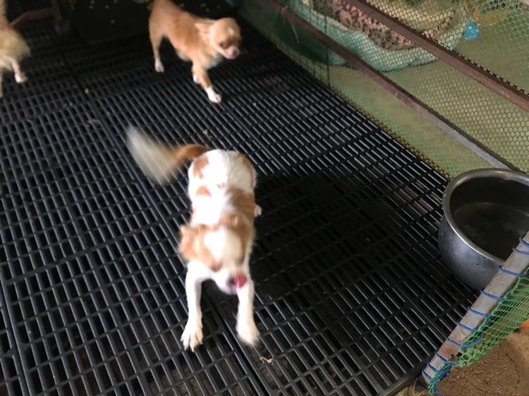 ชิวาวาขนยาว รูปที่ 3