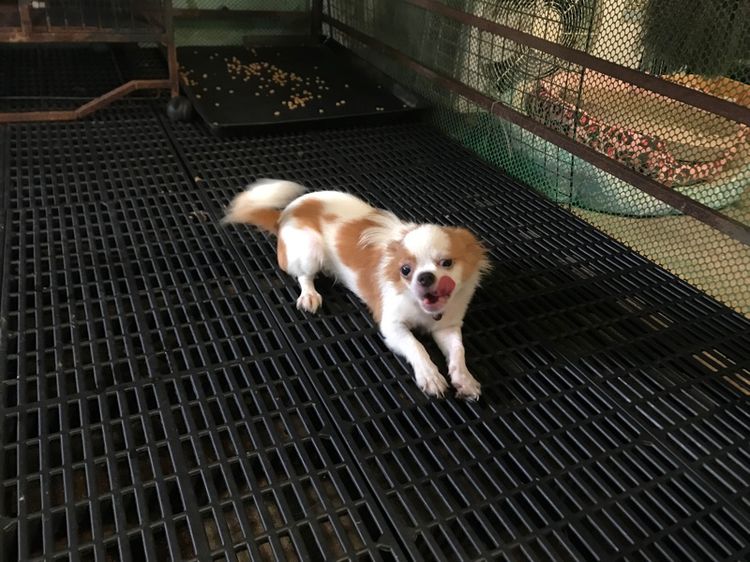 ชิวาวาขนยาว รูปที่ 7