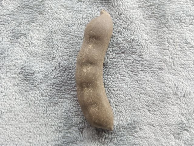 คตมะขาม (มะขามกลายเป็นหิน) รูปที่ 4