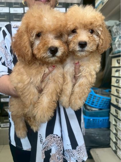 พุดเดิ้ลแท้ 2หนุ่ม รูปที่ 4