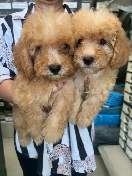 พุดเดิ้ล (Poodle) กลาง พุดเดิ้ลแท้ 2หนุ่ม