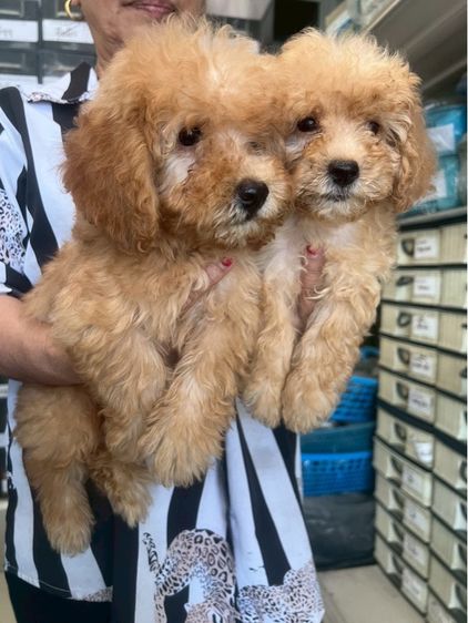 พุดเดิ้ลแท้ 2หนุ่ม รูปที่ 5