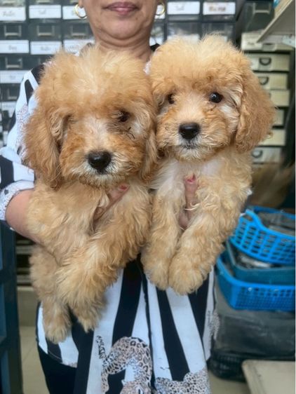 พุดเดิ้ลแท้ 2หนุ่ม รูปที่ 6