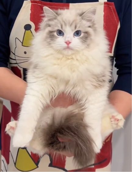 แมวcat รูปที่ 4