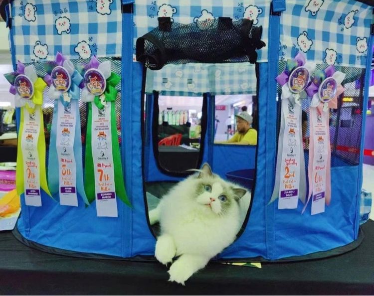 แมวcat รูปที่ 6