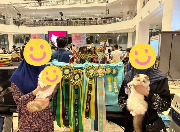 แมวcat รูปที่ 8