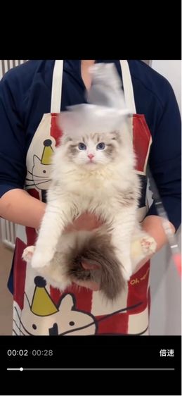 แมวcat รูปที่ 5