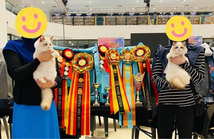 แมวcat รูปที่ 7