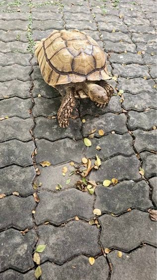 เต่า ซูคาต้า sulcata 16 นิ้ว รูปที่ 4