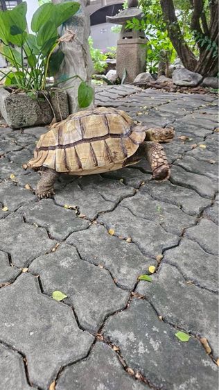 เต่า ซูคาต้า sulcata 16 นิ้ว รูปที่ 2