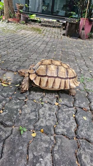 เต่า ซูคาต้า sulcata 16 นิ้ว รูปที่ 3