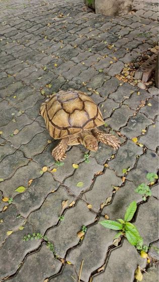 เต่า ซูคาต้า sulcata 16 นิ้ว