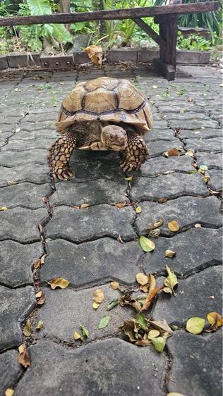 เต่า ซูคาต้า sulcata 16 นิ้ว รูปที่ 5