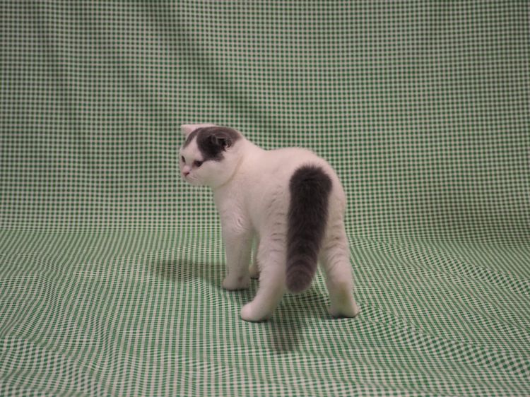 สก็อตติชโฟลด์ - Scottish Fold รูปที่ 5