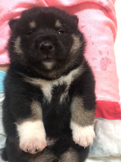 สุนัขชิบะอินุแท้ สีblack tan