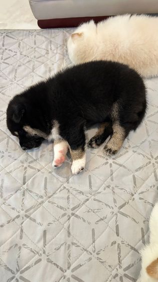 สุนัขชิบะอินุแท้ สีblack tan รูปที่ 5