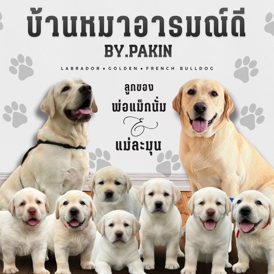 ลาบราดอร์ (Labrador) ใหญ่ ลาบราดอล์ โครงสร้างดีพร้อมย้ายบ้าน