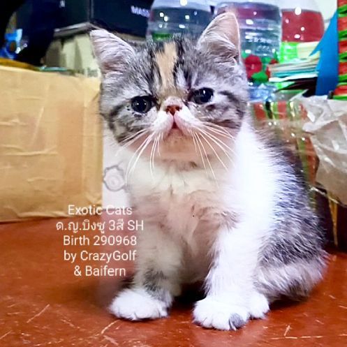 Exotic Cats รูปที่ 16