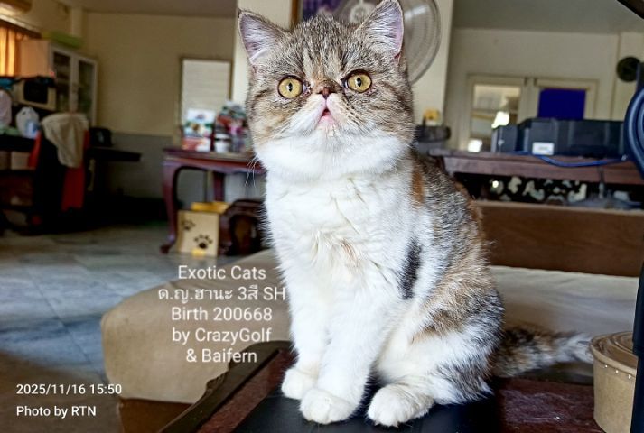 Exotic Cats รูปที่ 6