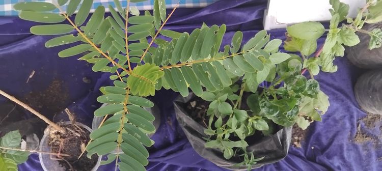 แจกต้นไม้ฟรี รูปที่ 2