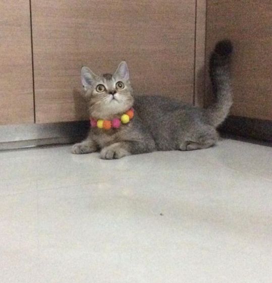  สก็อตติชโฟลด์ เพศผู้ ลดประชากร