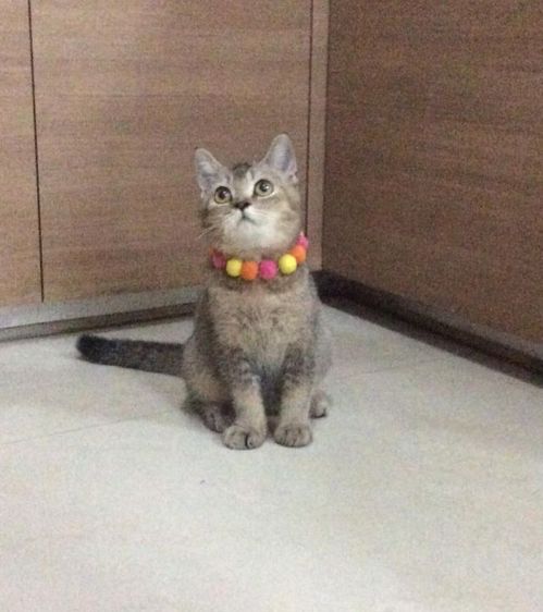  สก็อตติชโฟลด์ เพศผู้ ลดประชากร รูปที่ 5